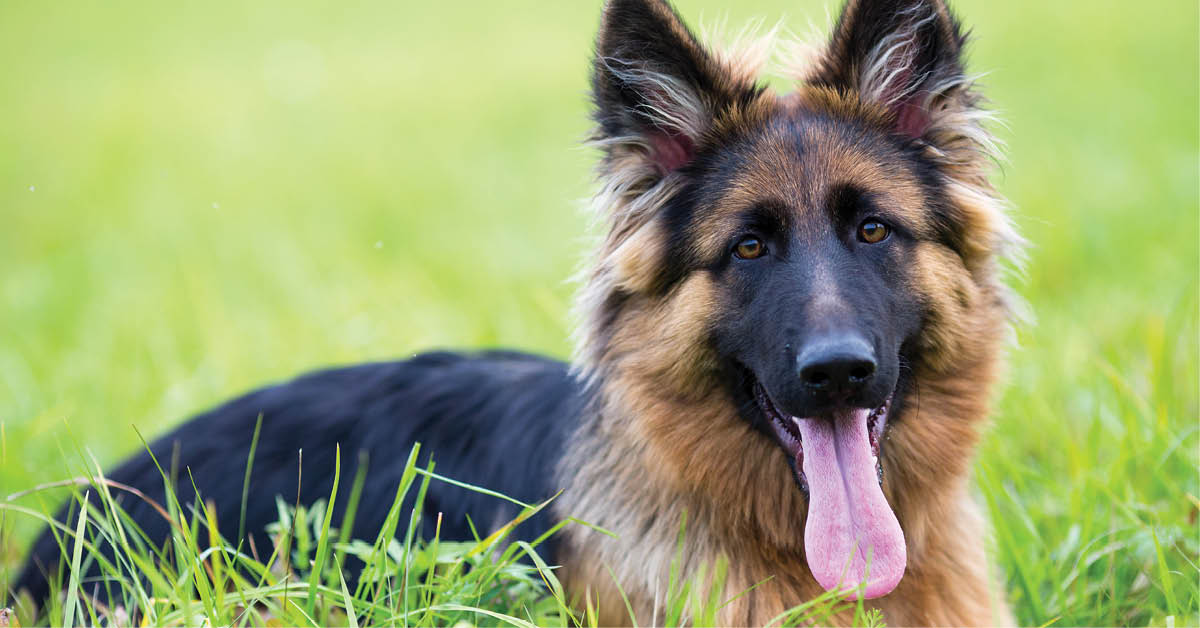 Young dog german shepherd lying on green grass in summer park